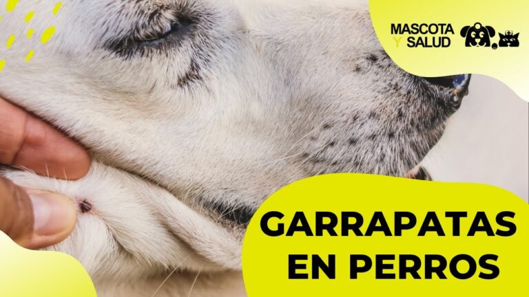 Consejos de Higiene para Prevenir Garrapatas en Mascotas