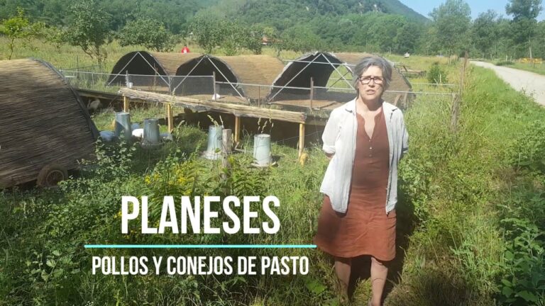 La importancia del movimiento diario en conejos