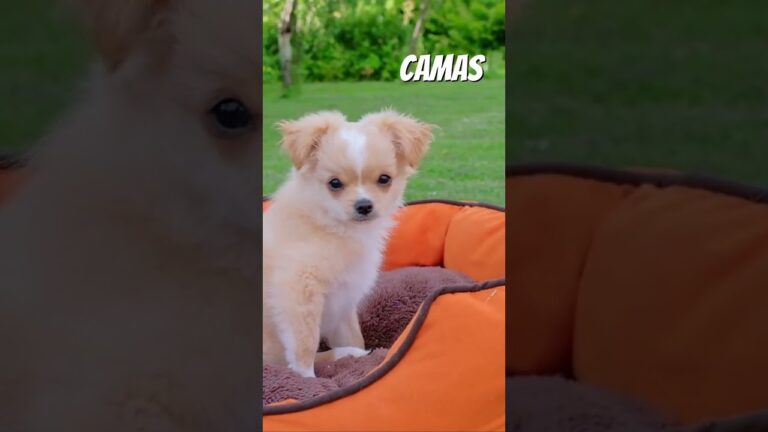 Accesorios Esenciales para la Higiene de Mascotas