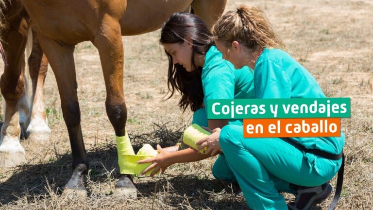 Puntos de Presi&oacute;n en Terapia con Piedras para Veterinaria