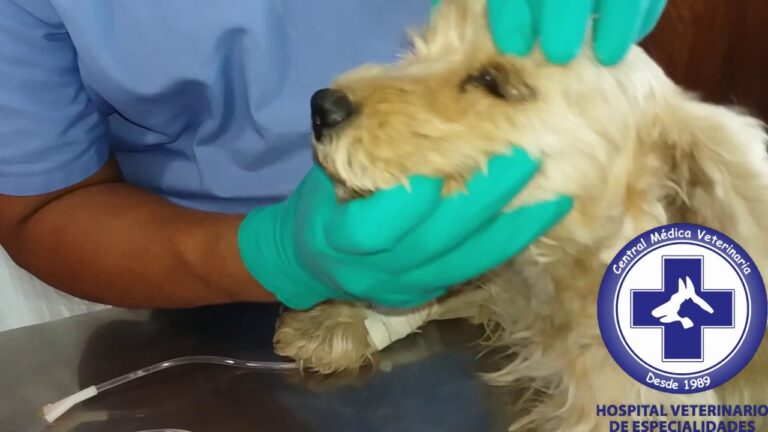 Prevenci&oacute;n Efectiva de la Leptospirosis en Perros y Gatos