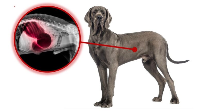 Signos de Emergencia en Mascotas con Dolor Abdominal