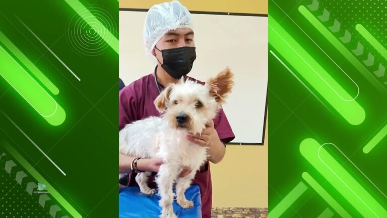 Vacunaci&oacute;n: Control Efectivo de Plagas en Mascotas