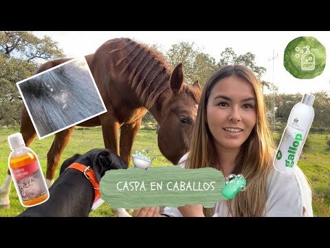 Cuidado y Mantenimiento de Colas y Crines en Equinos