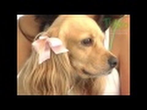 Control de la Dermatitis Al&eacute;rgica en Animales