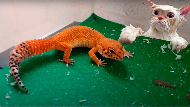 Gu&iacute;a Completa para un Ba&ntilde;o de Reptiles: Paso a Paso