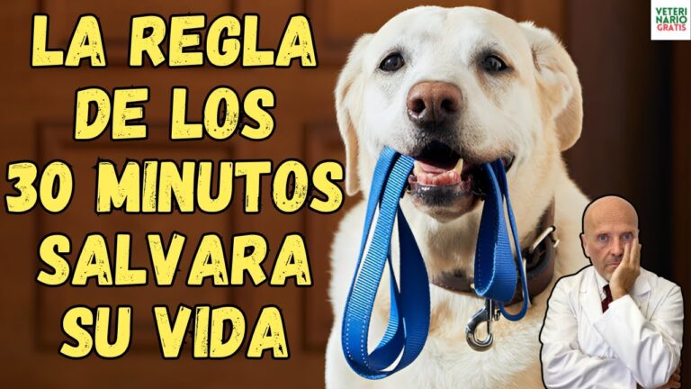 Asistencia R&aacute;pida para Mascotas en Emergencias Cr&iacute;ticas