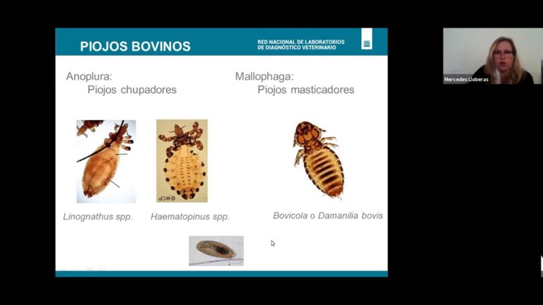 C&oacute;mo identificar s&iacute;ntomas de alergia a peque&ntilde;os mam&iacute;feros