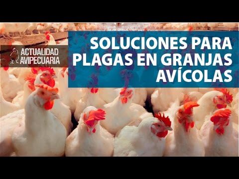 Animales de Granja: Prevenci&oacute;n y Manejo de Plagas