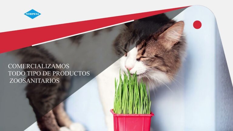 Productos Especializados para el Cuidado de Mascotas: Gu&iacute;a Esencial