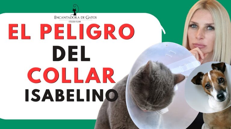 Alternativas Veterinarias a la Esterilizaci&oacute;n Felina
