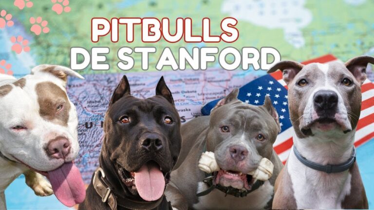 La importancia de la socializaci&oacute;n temprana en animales de refugio