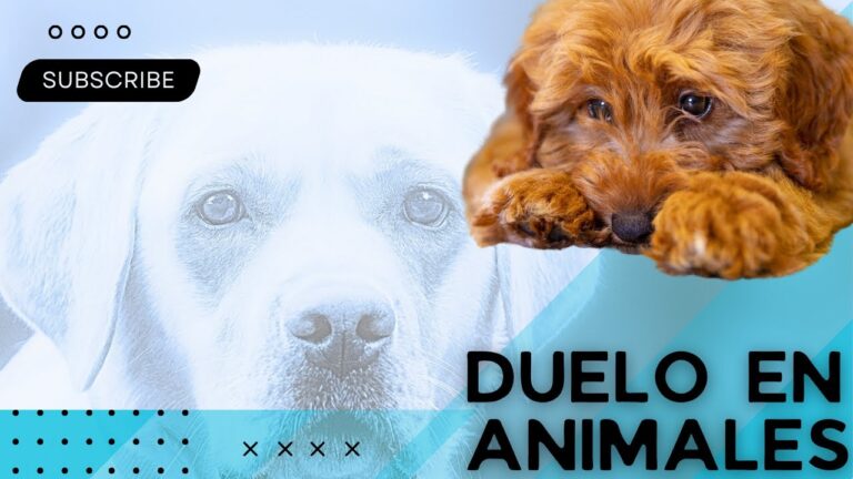 Superando la P&eacute;rdida: Bienestar Veterinario en Momentos Dif&iacute;ciles