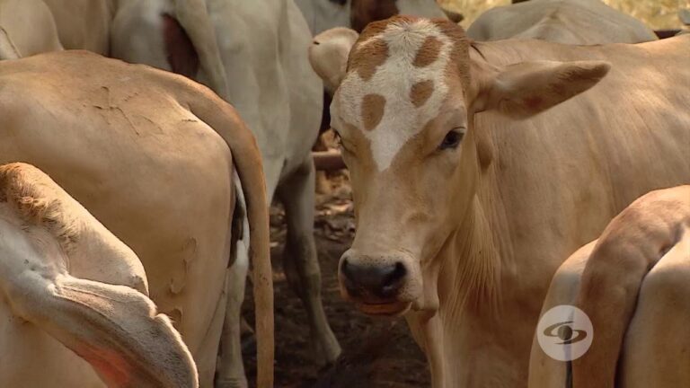 Ventajas de la Inseminaci&oacute;n Artificial en la Reproducci&oacute;n Animal