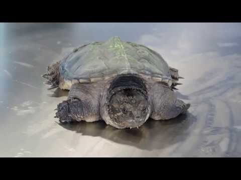 Consejos Esenciales para el Cuidado de Reptiles como Mascotas