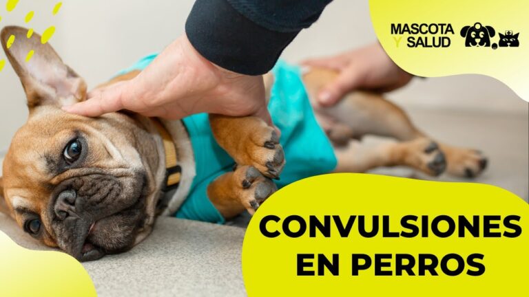 C&oacute;mo actuar ante convulsiones repentinas en mascotas