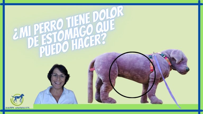 Herramientas Esenciales de Aseo para tu Hur&oacute;n