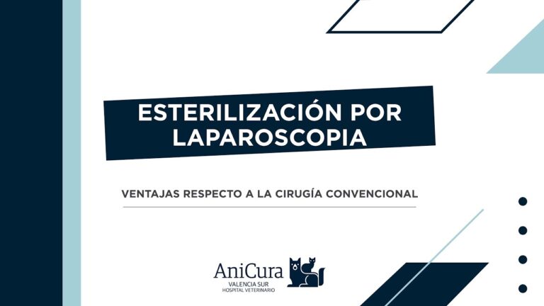 Beneficios de la Laparoscopia en Animales