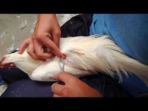 Gu&iacute;a para un Corte Seguro de Plumas en Aves