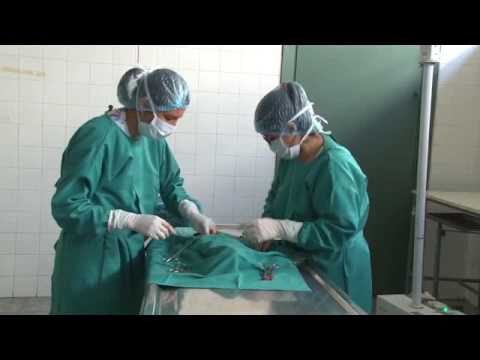 Compromiso &Eacute;tico en la Atenci&oacute;n Veterinaria: Un Imperativo Profesional