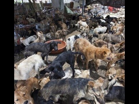 Derechos y Leyes de los Animales en el Control Poblacional