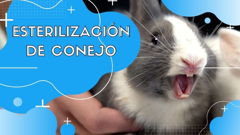 Gu&iacute;a Completa sobre el Procedimiento de Castraci&oacute;n en Conejos