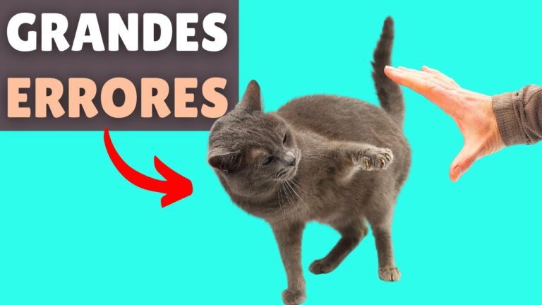 Errores Comunes al Ba&ntilde;ar a un Gato y C&oacute;mo Evitarlos