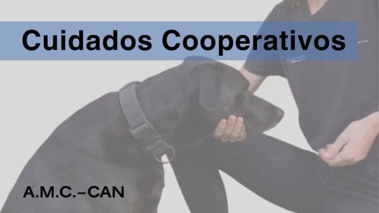 Cuidados Veterinarios y Adiestramiento Canino Efectivo