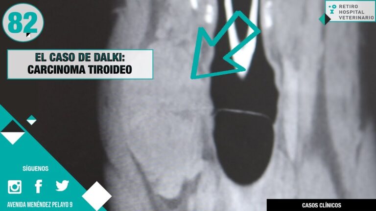 Recuperación Efectiva Tras Cirugía de Tiroides en Animales