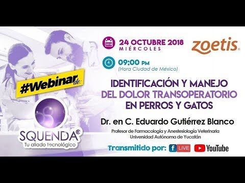 Alternativas Efectivas para el Manejo del Dolor en Animales