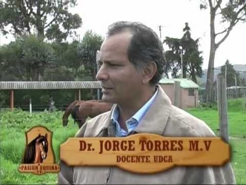 Soluciones Efectivas para Problemas de Colas y Crines en Animales