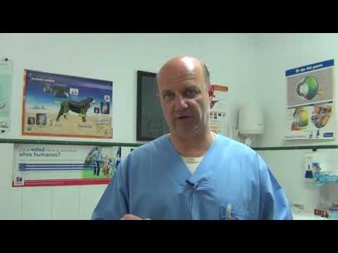 Guía Completa de Desparasitantes Externos para Mascotas