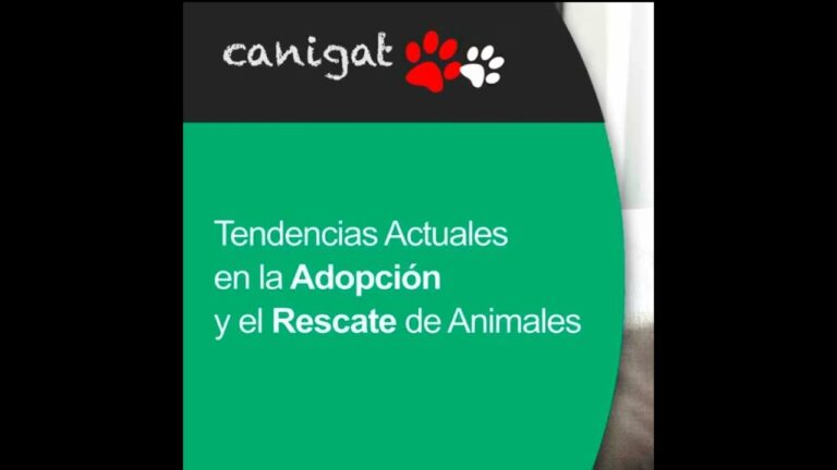 Consejos Clave para Adoptar Animales Dom&eacute;sticos