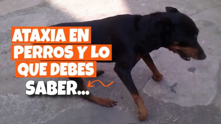 Asistencia Veterinaria Inmediata para Mascotas con Dificultad para Caminar