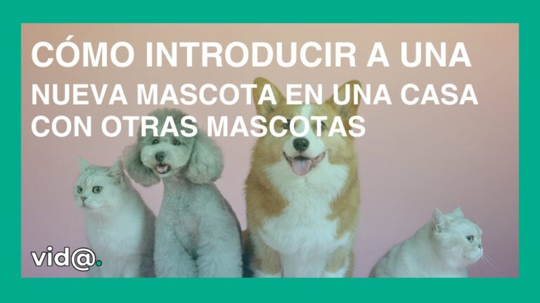Entrenamiento de Mascotas para una Convivencia Armoniosa
