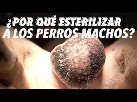 Gu&iacute;a de Recomendaciones Veterinarias para la Castraci&oacute;n de H&aacute;msters