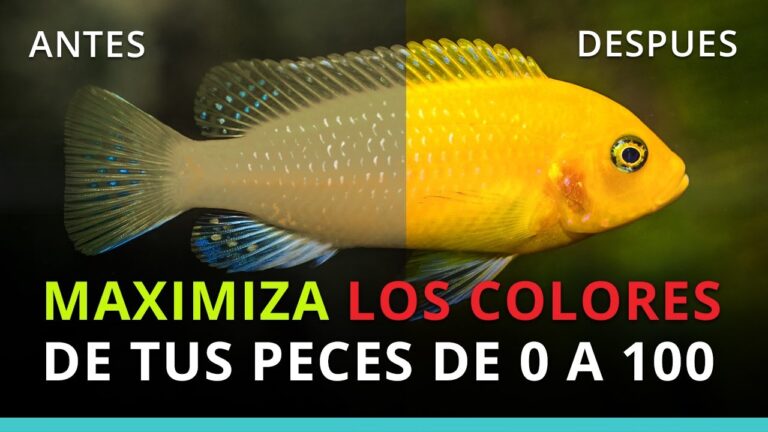 Acuarios Saludables: Prevenci&oacute;n de Par&aacute;sitos