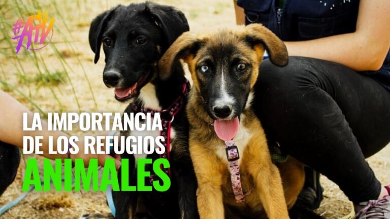 La importancia de adoptar en refugios de animales
