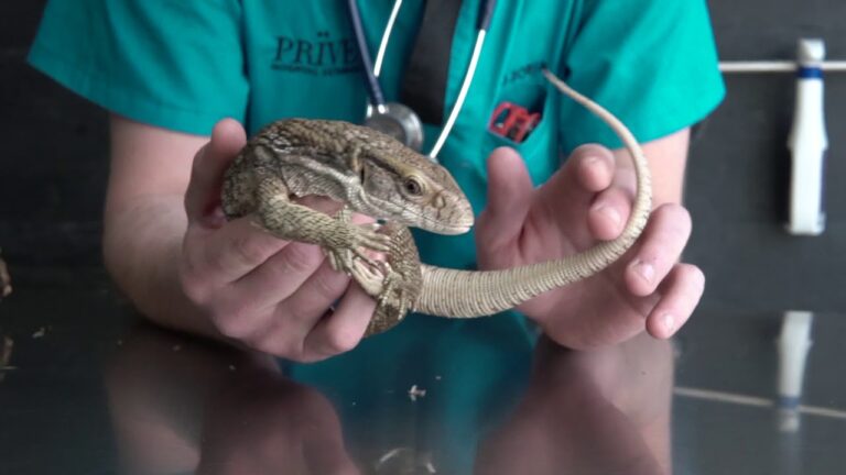 Cuidados Esenciales para Reptiles en Casa