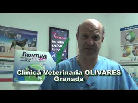 S&iacute;ntomas de Hemorragias Internas en Perros y Gatos