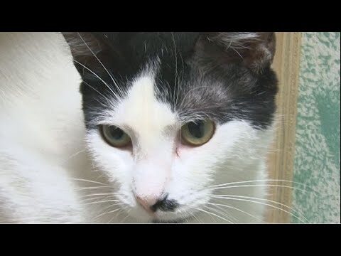 Cuidado Veterinario para Animales Desamparados