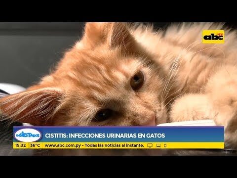 Cuidados Esenciales para Gatos con Cistitis