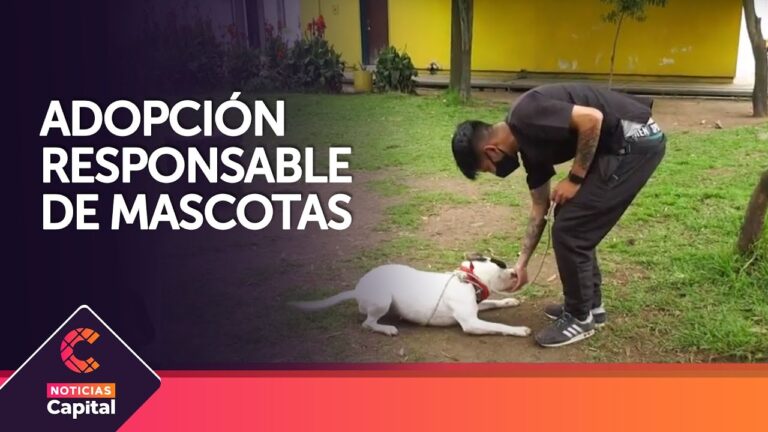Consejos Esenciales para el Adiestramiento de Mascotas Adoptadas