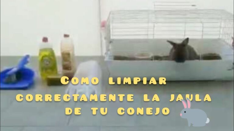 Gu&iacute;a Pr&aacute;ctica para el Mantenimiento Limpio de la Jaula de tu Mascota