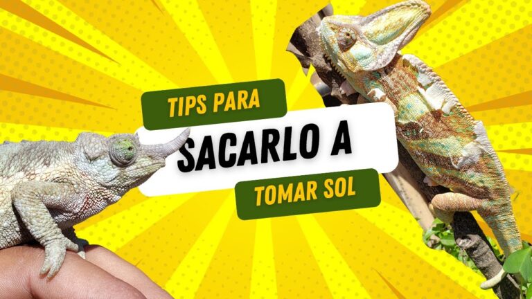 Cuidados Esenciales para Evitar el Estr&eacute;s en Reptiles Dom&eacute;sticos