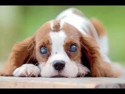 Cuidados Postoperatorios Esenciales en Cirugías de Emergencia en Animales