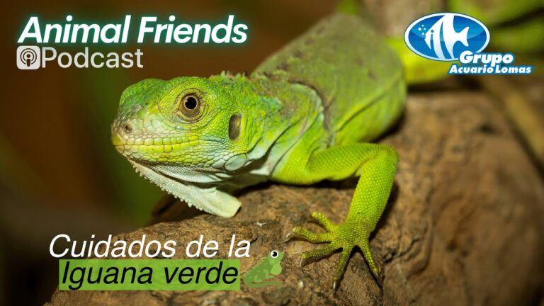 Gu&iacute;a Esencial para el Mantenimiento de la Salud de Reptiles como Mascotas