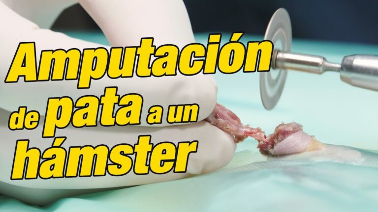 Cuidados Postoperatorios para H&aacute;msters