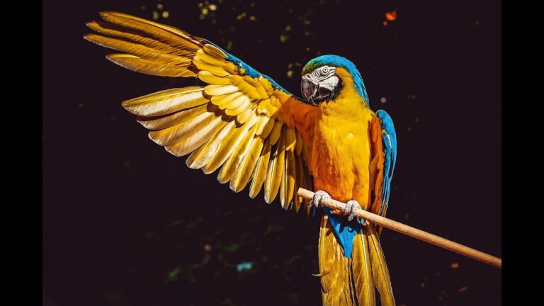 Enriquecimiento Ambiental y Bienestar Veterinario en Aves