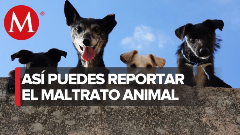 Justicia para los Animales: Implicaciones de las Sanciones Legales